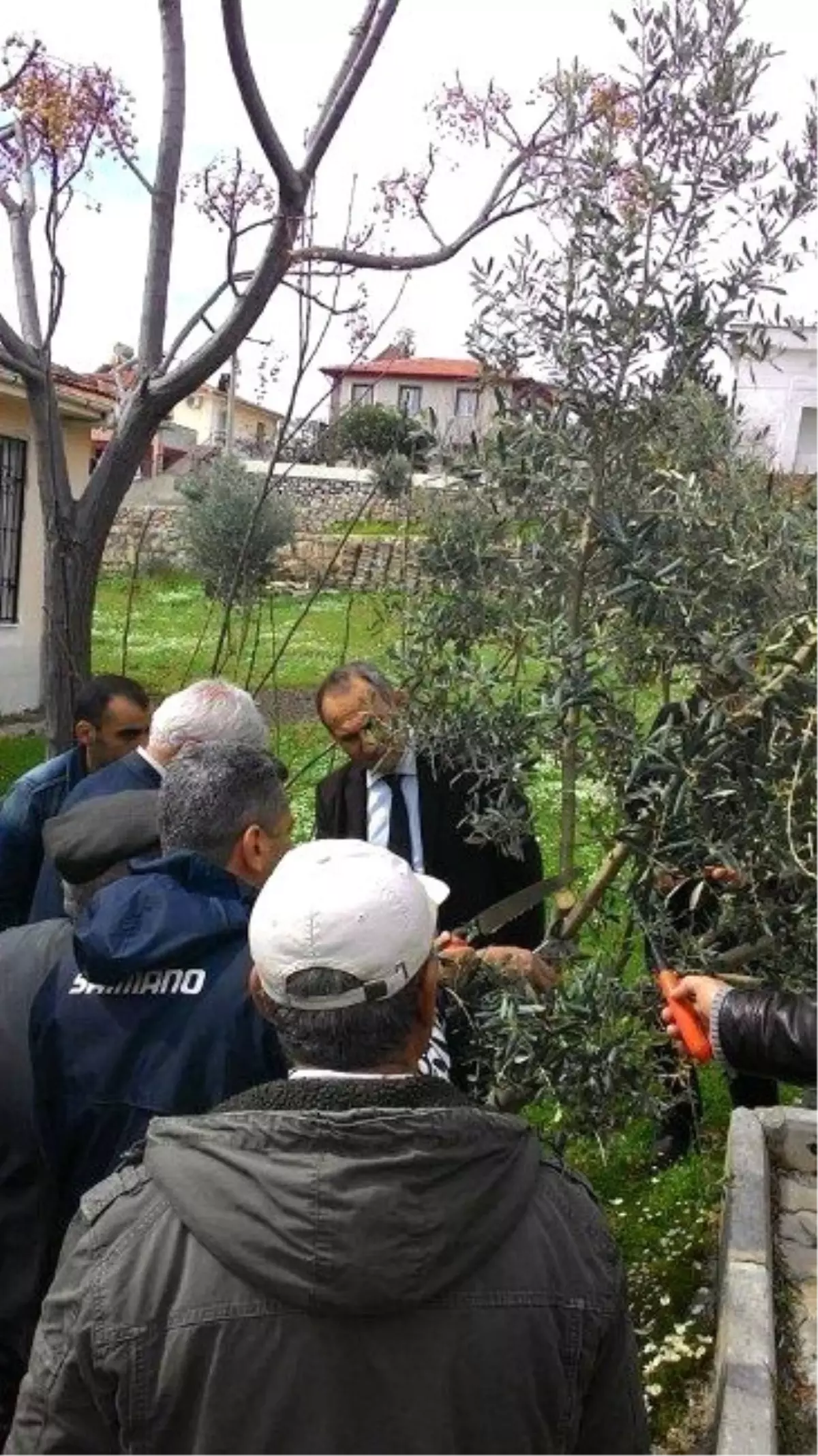 Didim Kaymakamı Yönden Zeytin Budama Kursunu Ziyaret Etti