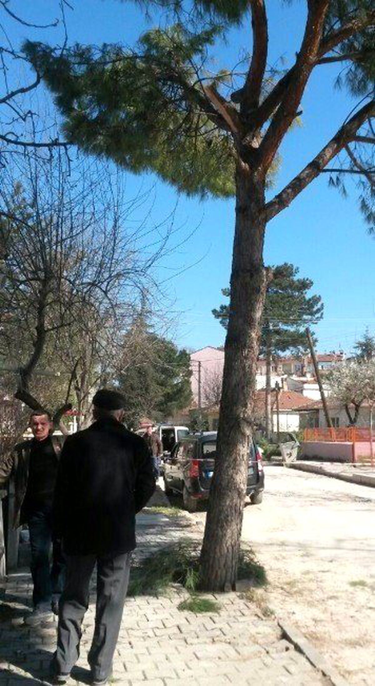 Emekli Astsubay Budamak İstediği Ağaçtan Düşerek Öldü