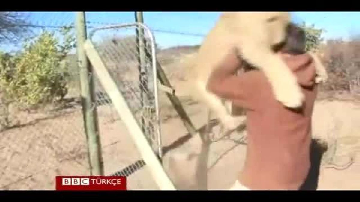 Kurtarıcısının Yanında Kedi Olan Aslan