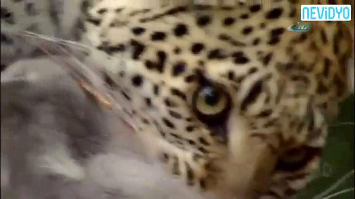 Leopar Yavru Maymunu Yedi Mi?