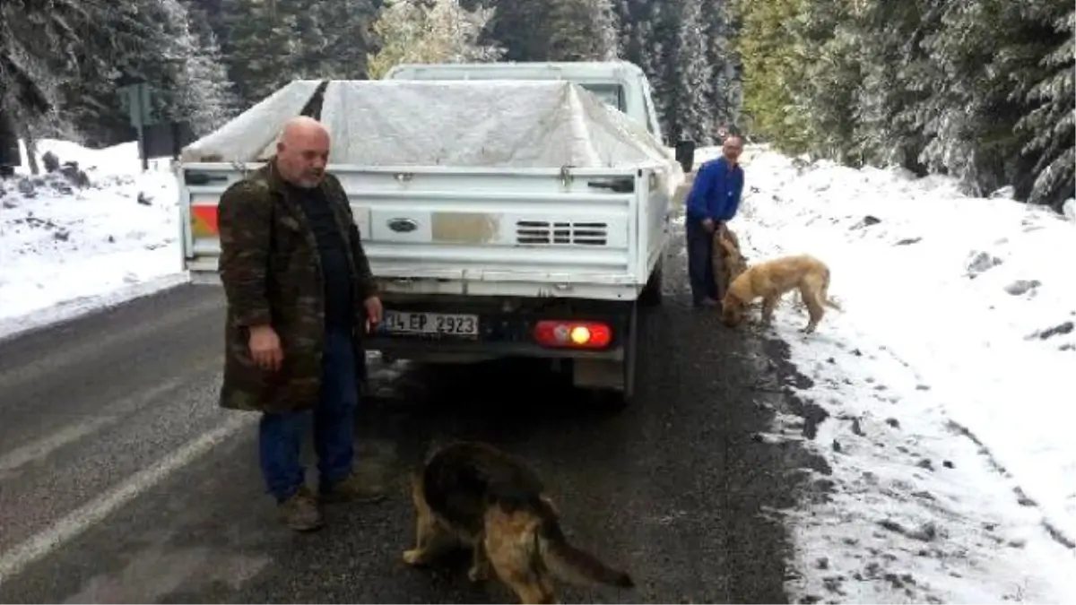 Ölüme Terk Edilen Köpeklere Belediye Sahip Çıktı