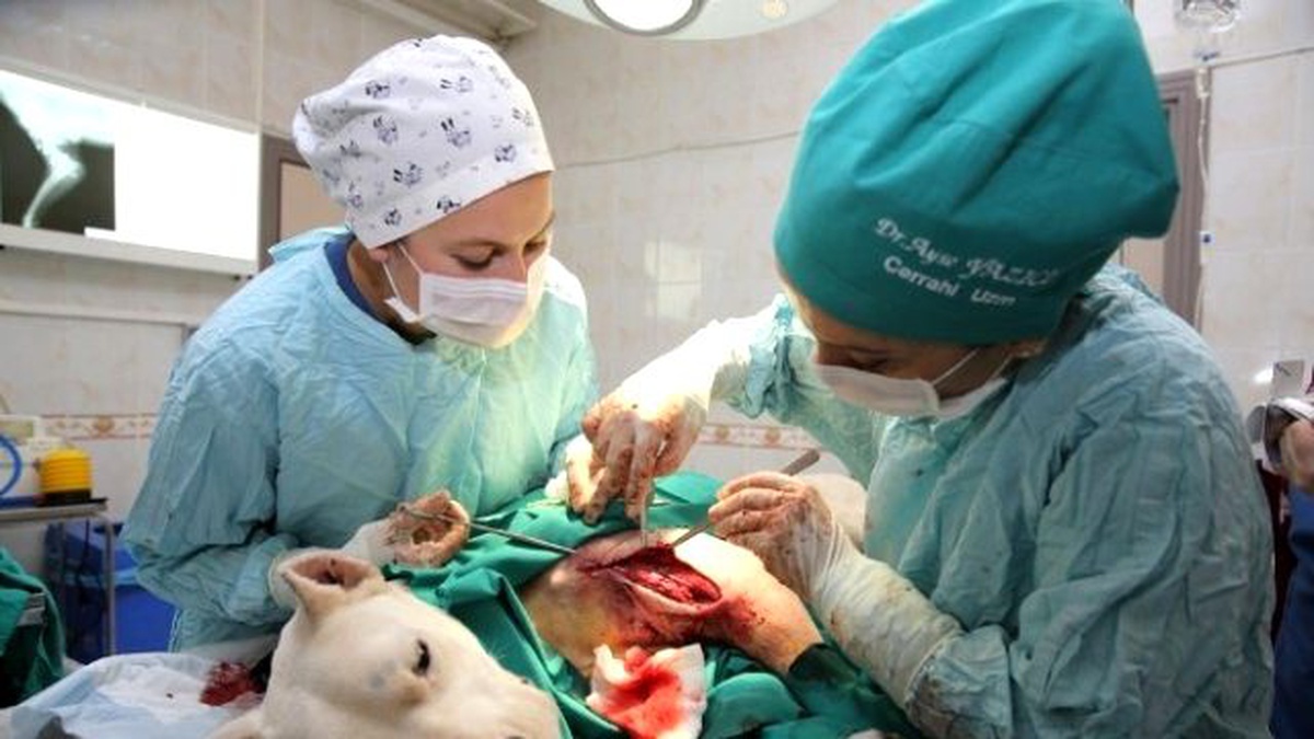 Pitbull Zannedip Silahla Vurdular
