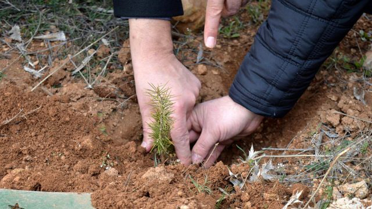 Semerkand Malatya Vakfı, Fidan Dikti