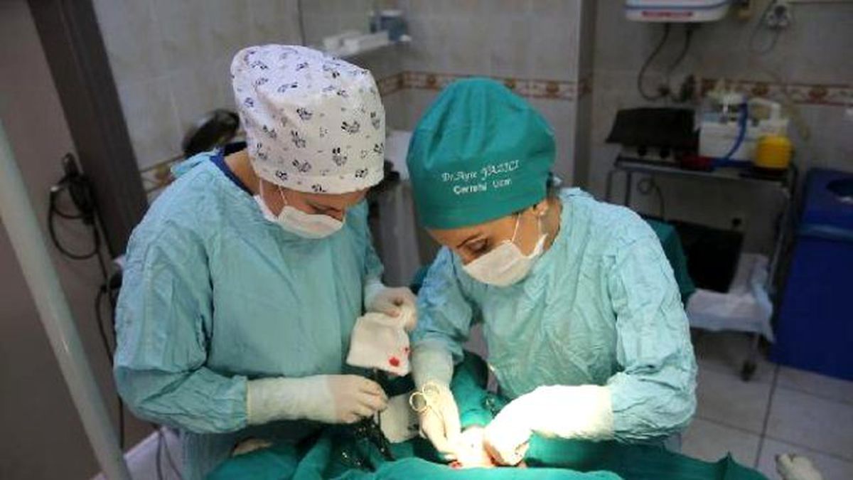 Tüfekle Vurulan Köpek Tedaviye Alındı