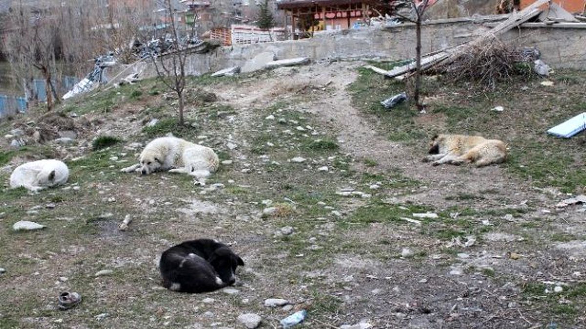Başıboş Köpekler Tehlike Saçıyor
