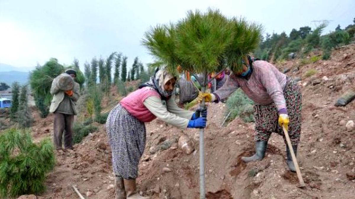 Cumhurbaşkanı Adına Hatıra Ormanı