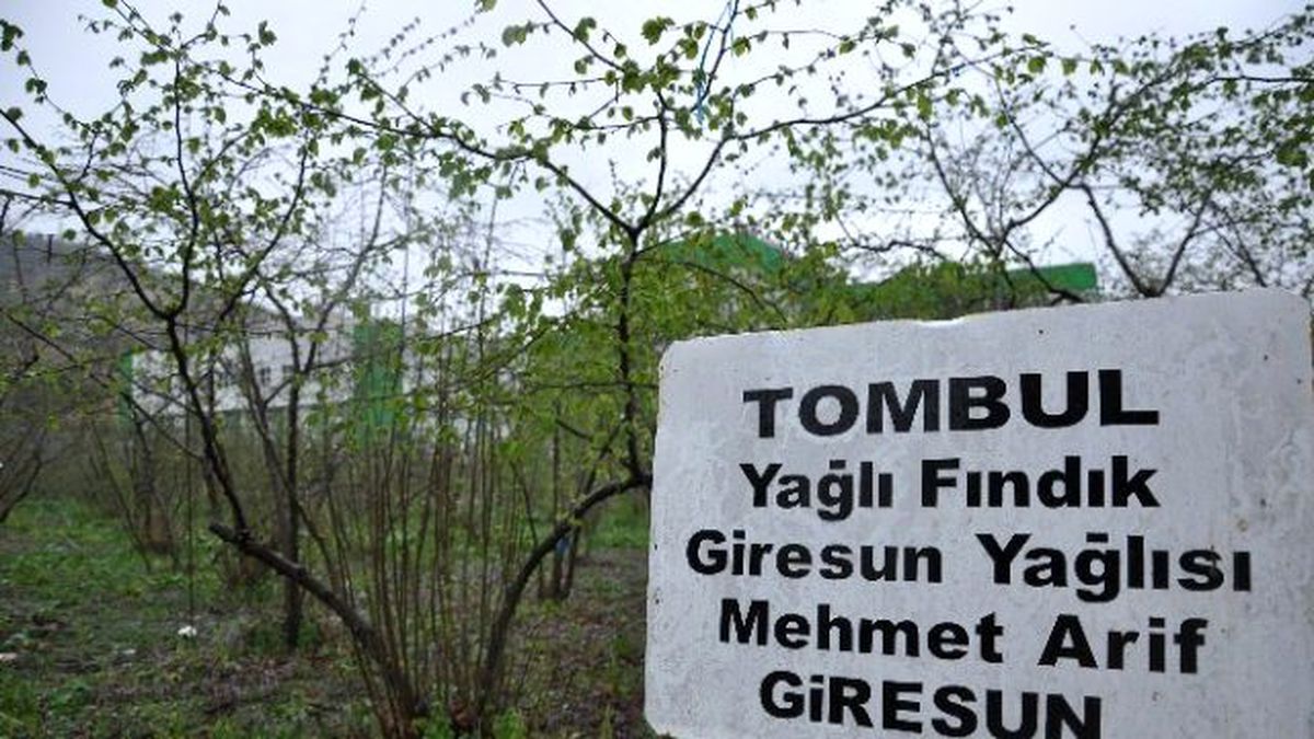 Fındık Üreticilerine Bakım Uyarısı