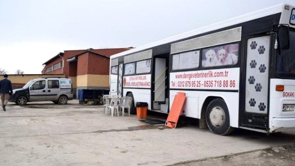 Şuhut\'ta Sokak Hayvanları Rehabilite Edilmeye Başlandı