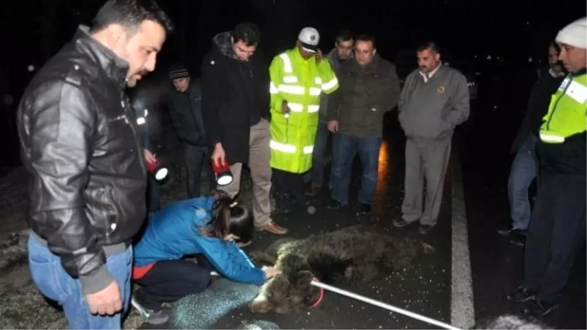 Aç Kalıp Yola İnen Ayı Tır\'ın Çarpması Sonucu Ağır Yaralandı