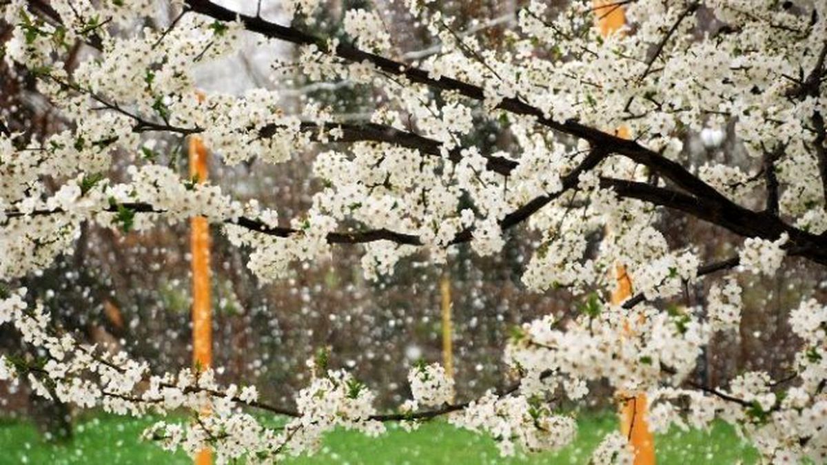 Çiçek Açan Bitkilere Kar Yağışına Karşı Damacanalı Koruma
