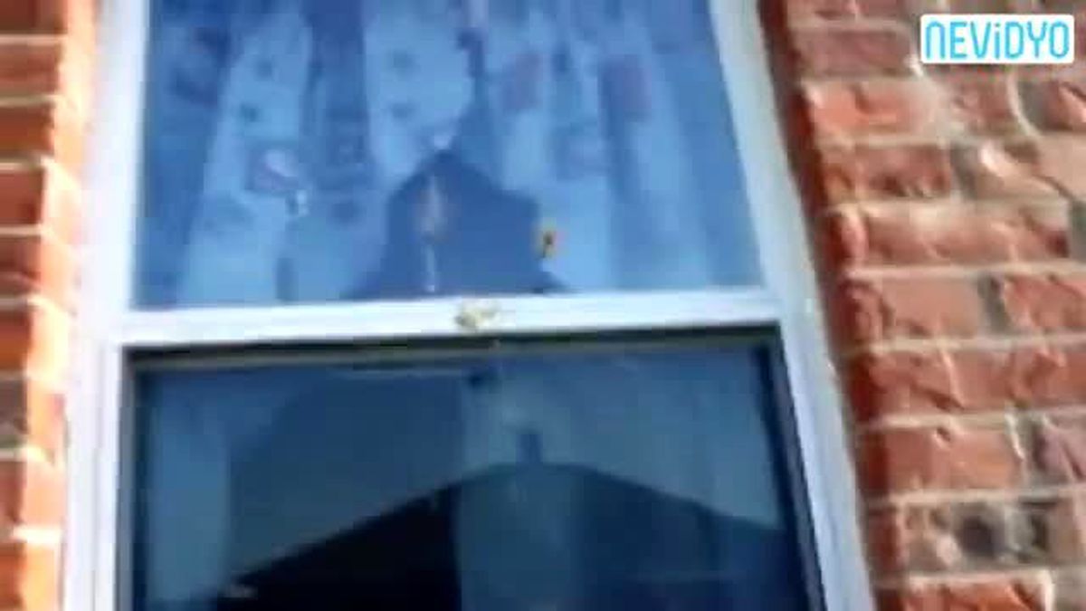 Dev Eşek Arısı, Örümceğin Ağına Takılınca...