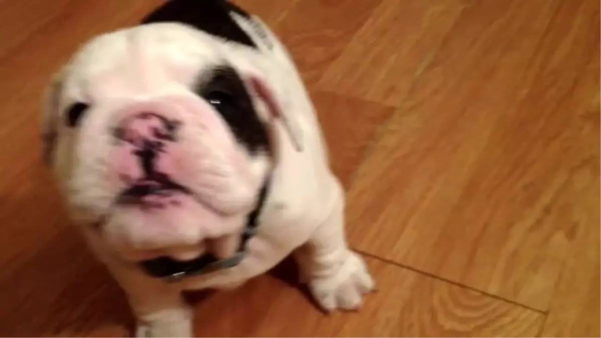 Dünyanın En Sevimli Köpeği