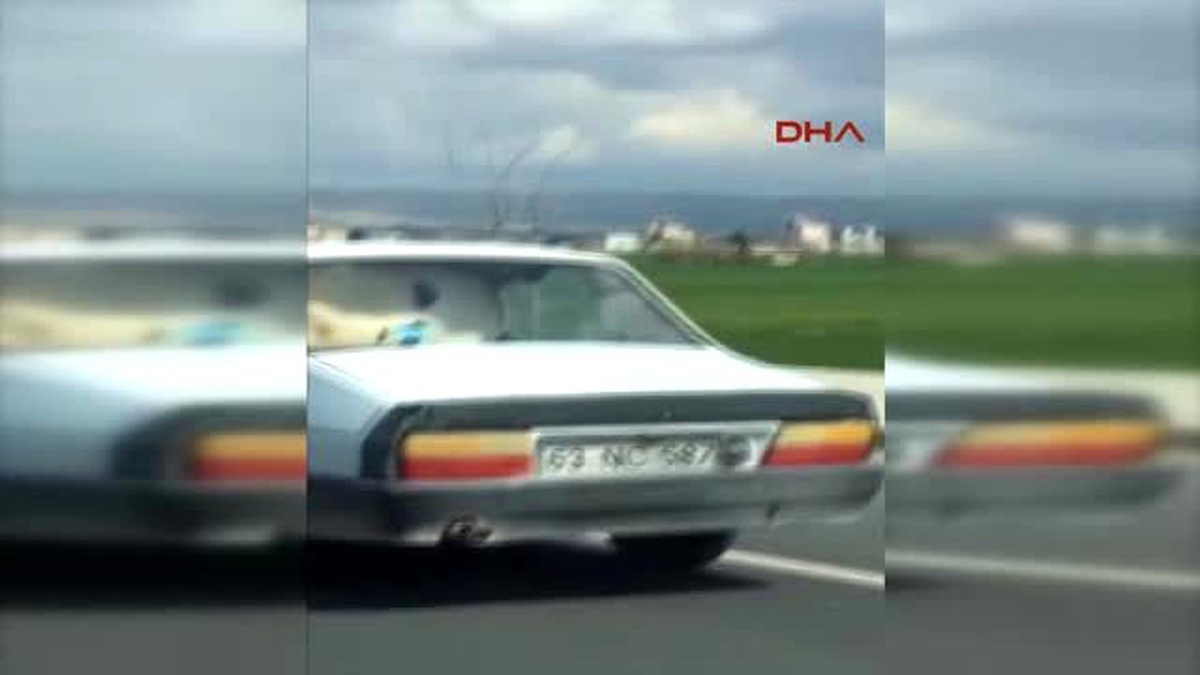 Otomobilde Taşınan İnek ve Buzağı Şaşırttı