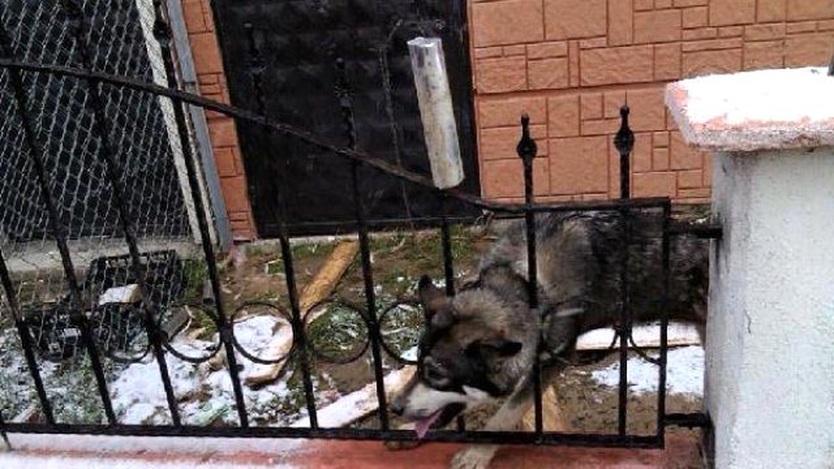 Korkuluklara Kafası Sıkışan Köpeği İtfaiye Kurtardı