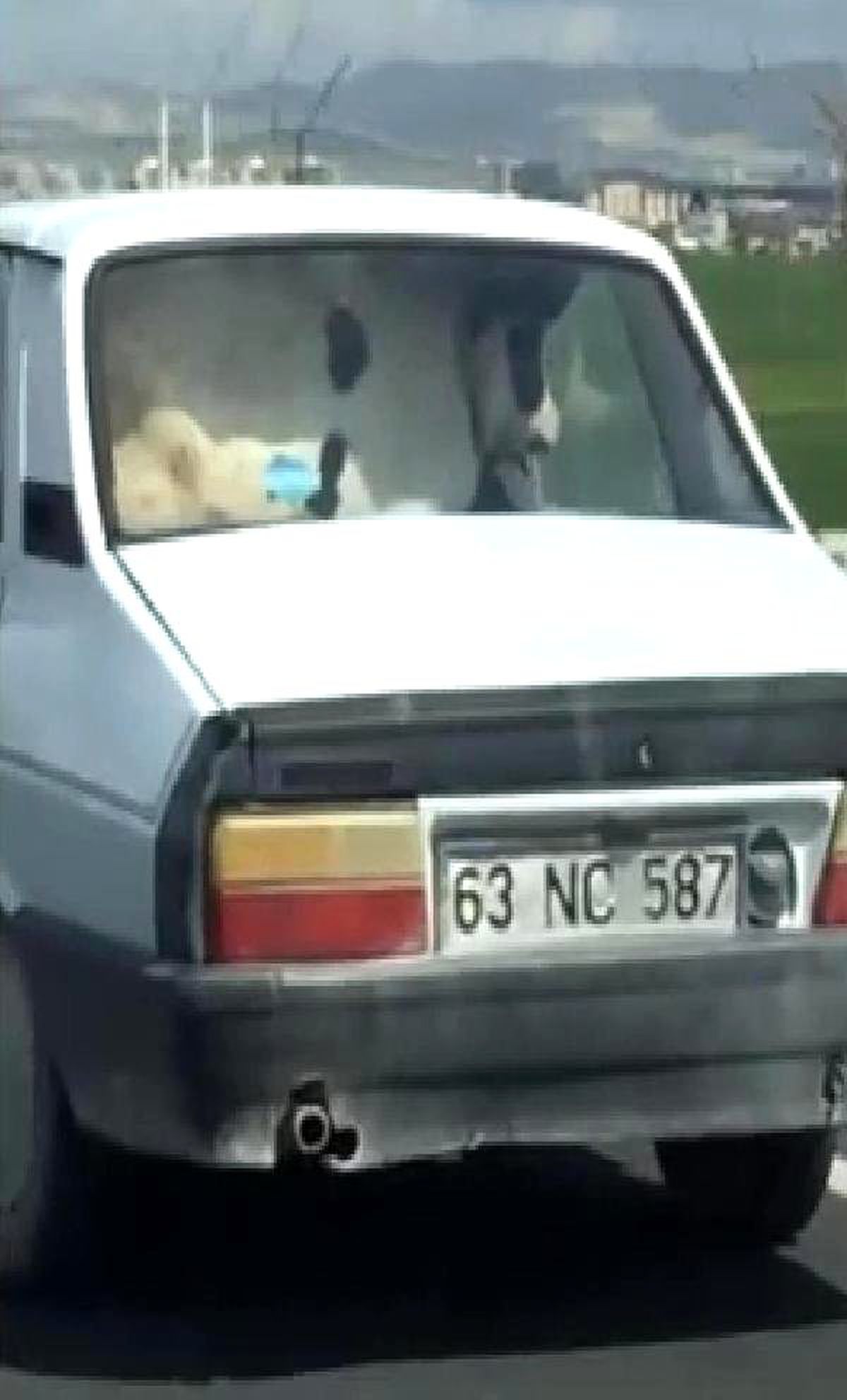 Sürücü Otomobilde İnek Taşıdı!