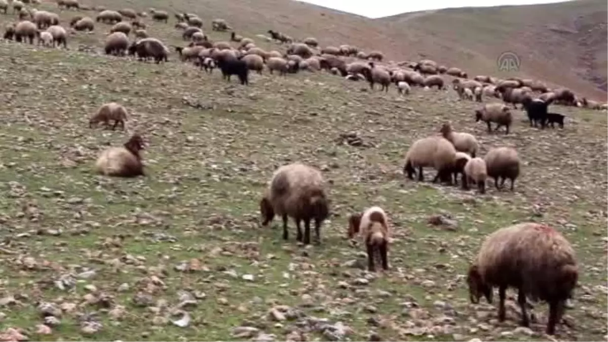 Çobanlardan Silah Bırakma Çağrısına Destek