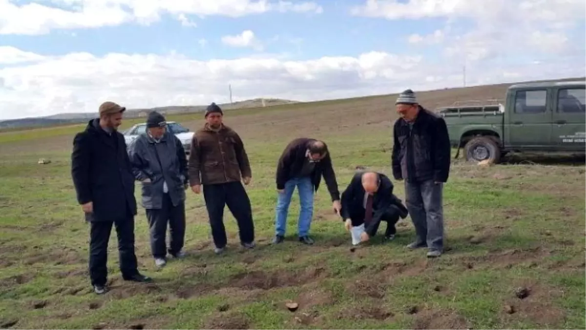 Afyonkarahisar'da Tarla Faresi ile Mücadele Çalışmaları