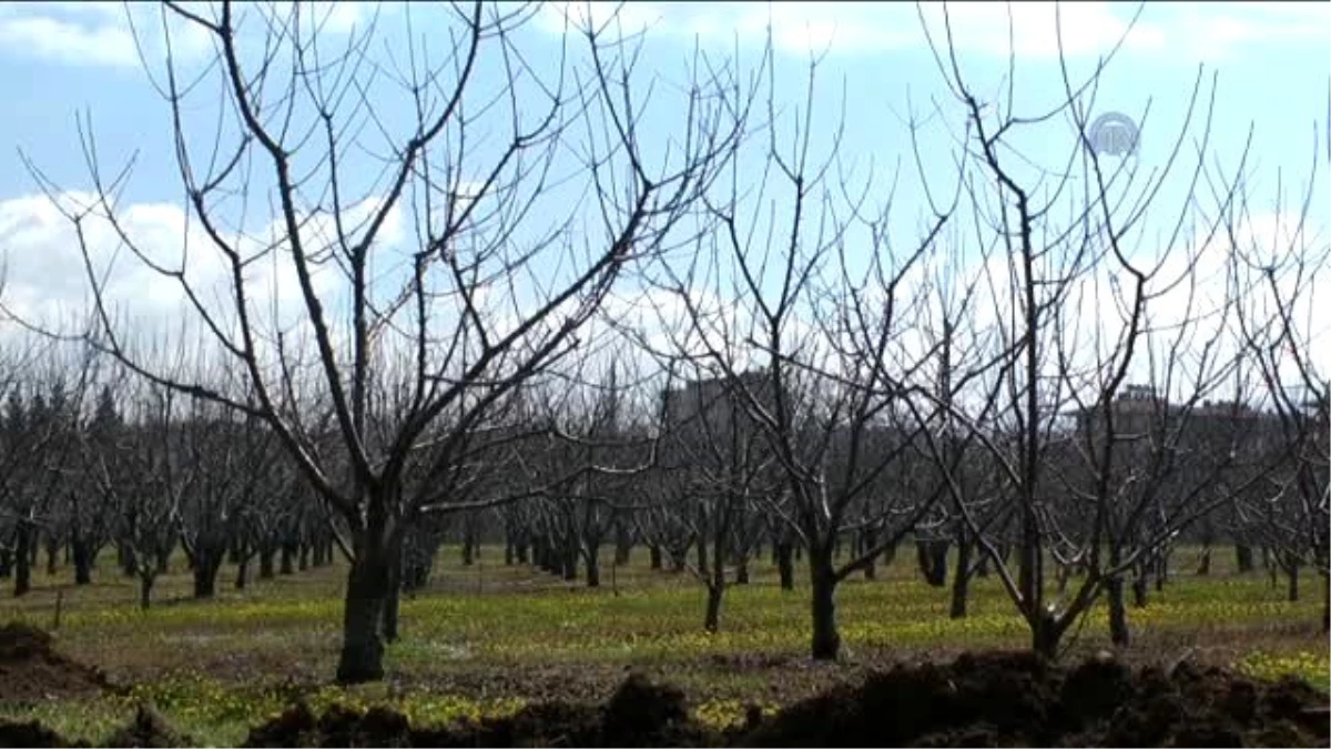 Ağaçlarda Verimin Artması İçin İlkbahar Başlangıcında Bakım Yapılıyor