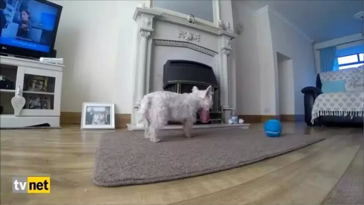 Ağzı Bardağa Sıkışan Sevimli Köpeğin Çaresizliği