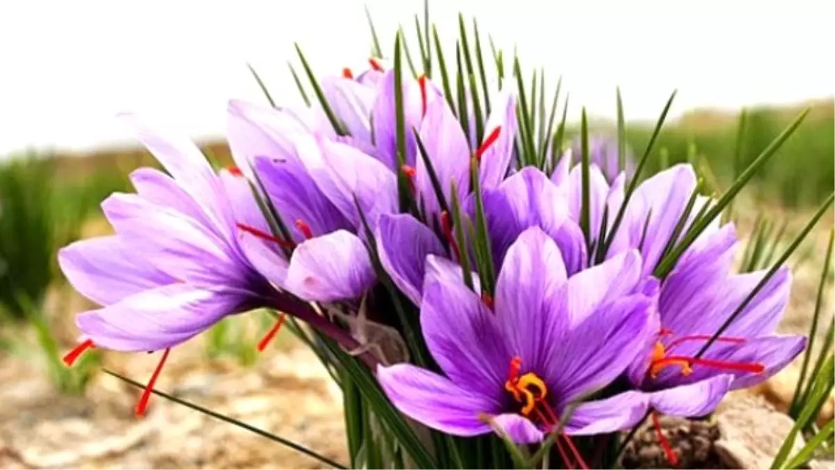 Cinlerle Teması Kolaylaştıran Bitkinin Kilosu 40 bin TL!