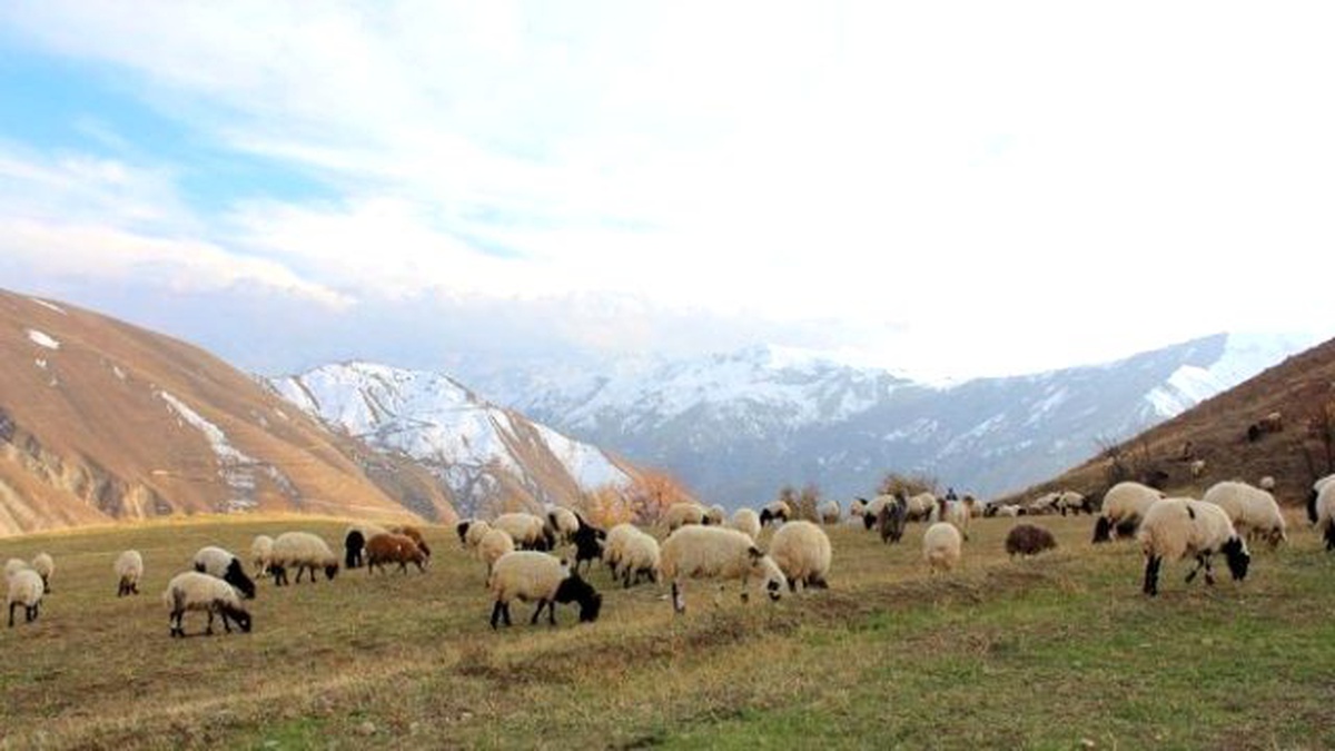 Karlar Eridi Hayvan Sahiplerinin Yüzü Güldü