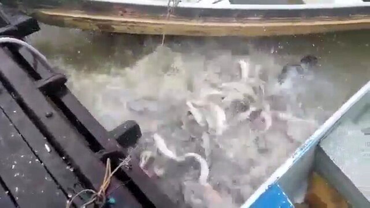 Nehire Atılan Et Sonrasında Harekete Geçen Pirana Sürüsü