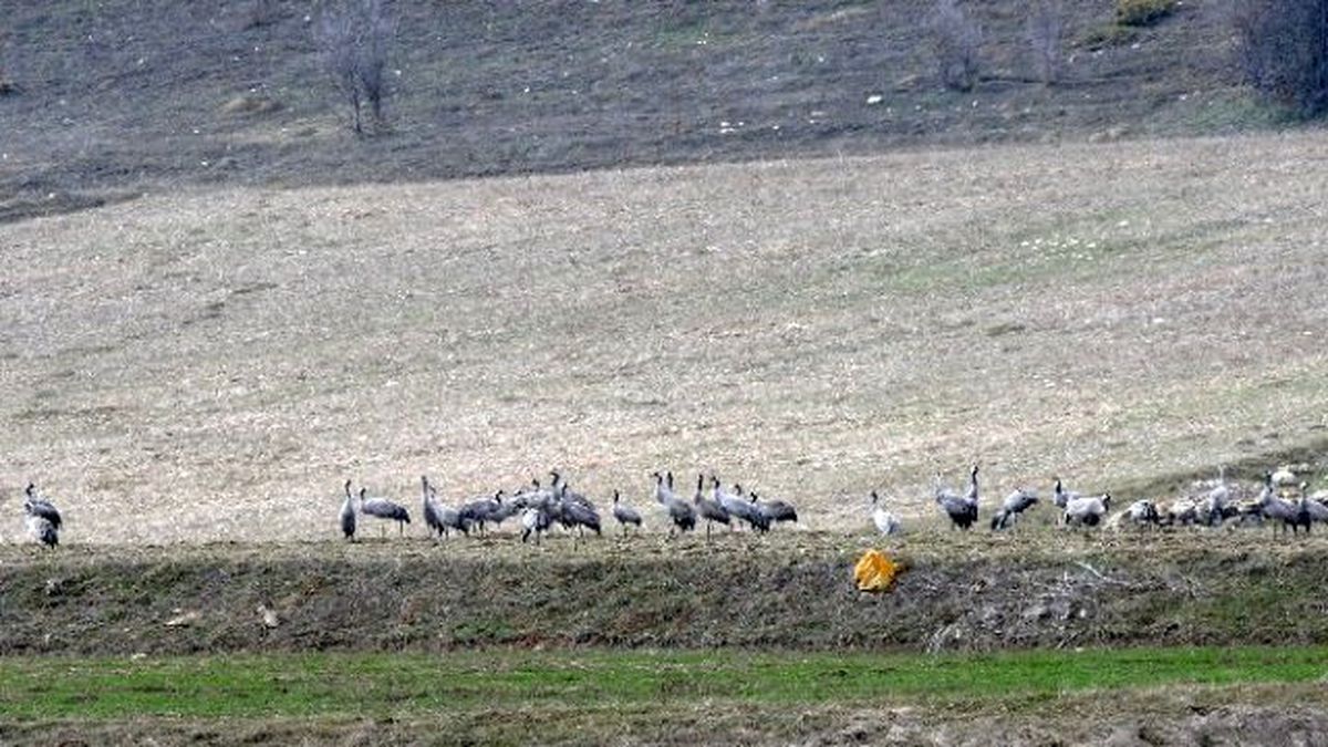 Telli Turna Beş Yıl Sonra Kastamonu\'da Görüldü
