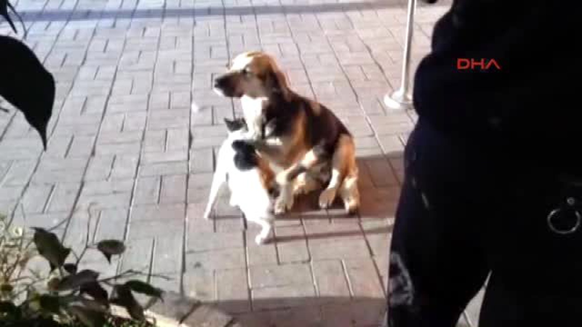Adana Kedi ile Köpeğin Dostluğu