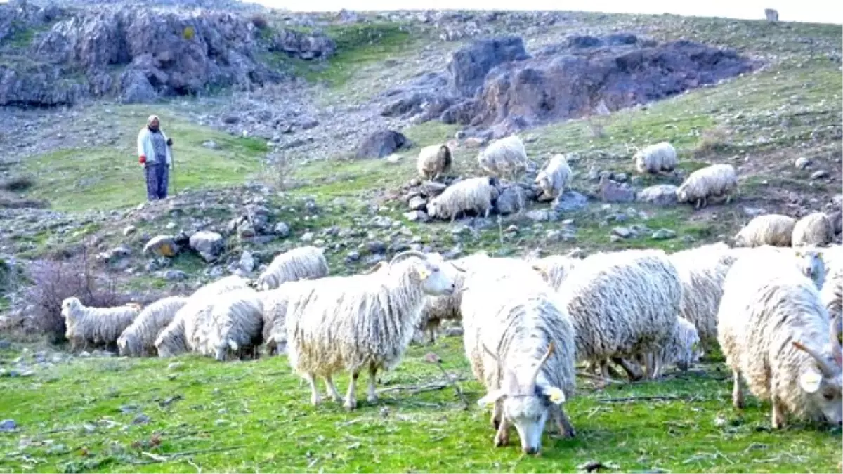 Ankara Birlik Kuzuların Sesi Olacak