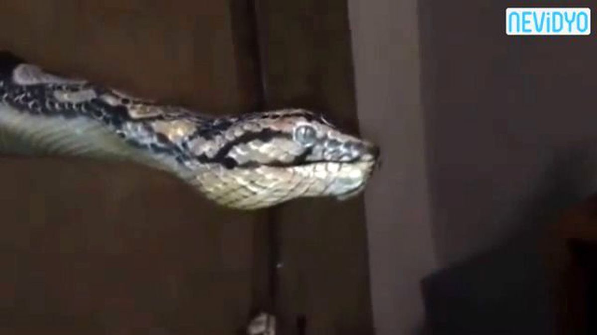 Bu Yılan Sizi Şoke Edecek!