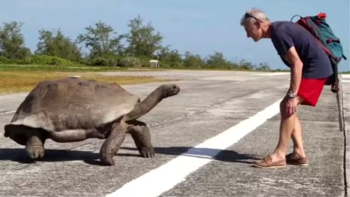 Çiftleşmesi Kesilen Kaplumbağa Saldırıya Geçti
