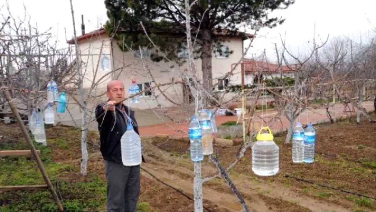 Ağaçlarına Su Dolu Pet Şişe Astı