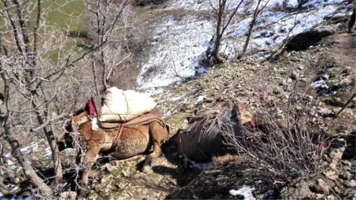 Mahkeme Kararıyla Öldürülen Katırlara Köylü Tepkisi