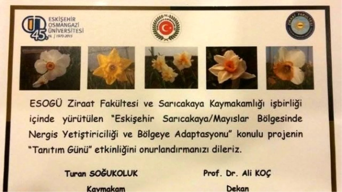 Nergis Çiçeğini Tanıtacaklar