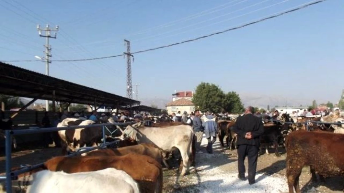Şarkikaraağaç Hayvan Pazarı Şap Hastalığı Sebebiyle Kapatıldı