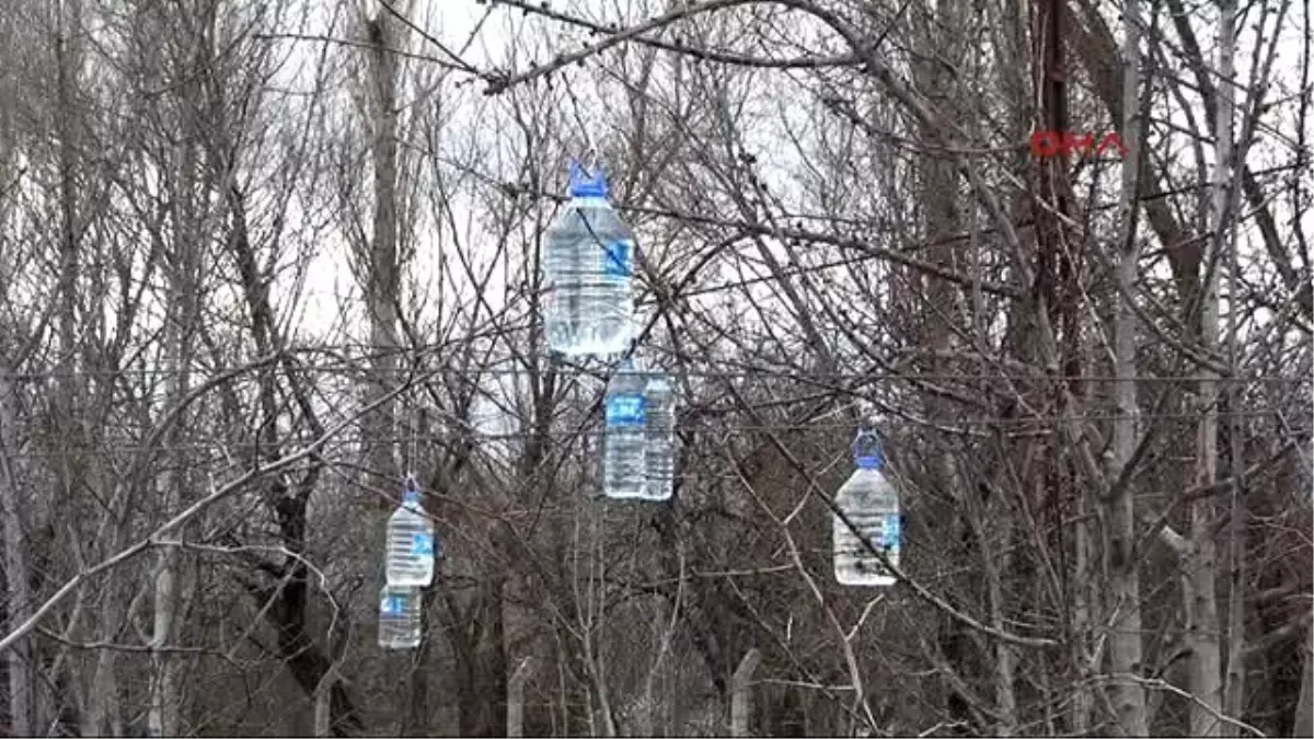 Tokat Daha Fazla Verim İçin Kiraz Ağaçlarına Su Dolu Pet Şişe Astı