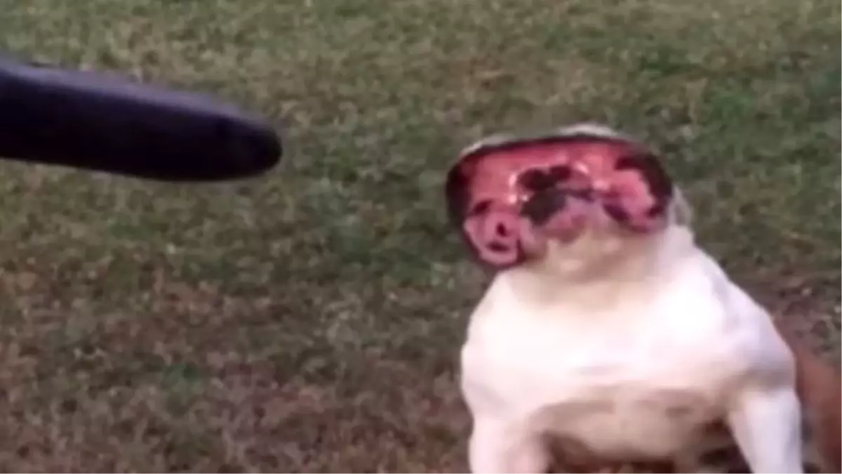 Bulldog Köpeği Canavara Dönüştü!