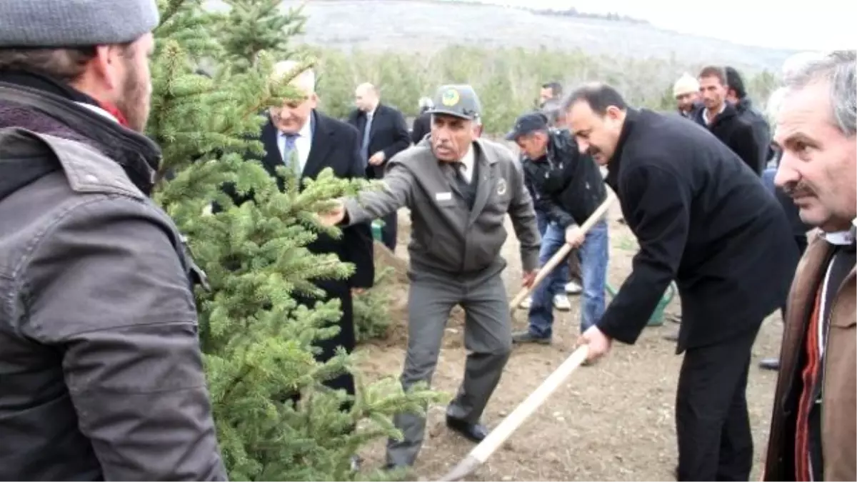 Orman Haftası Kutlamarında Fidan Dikimi Yapıldı