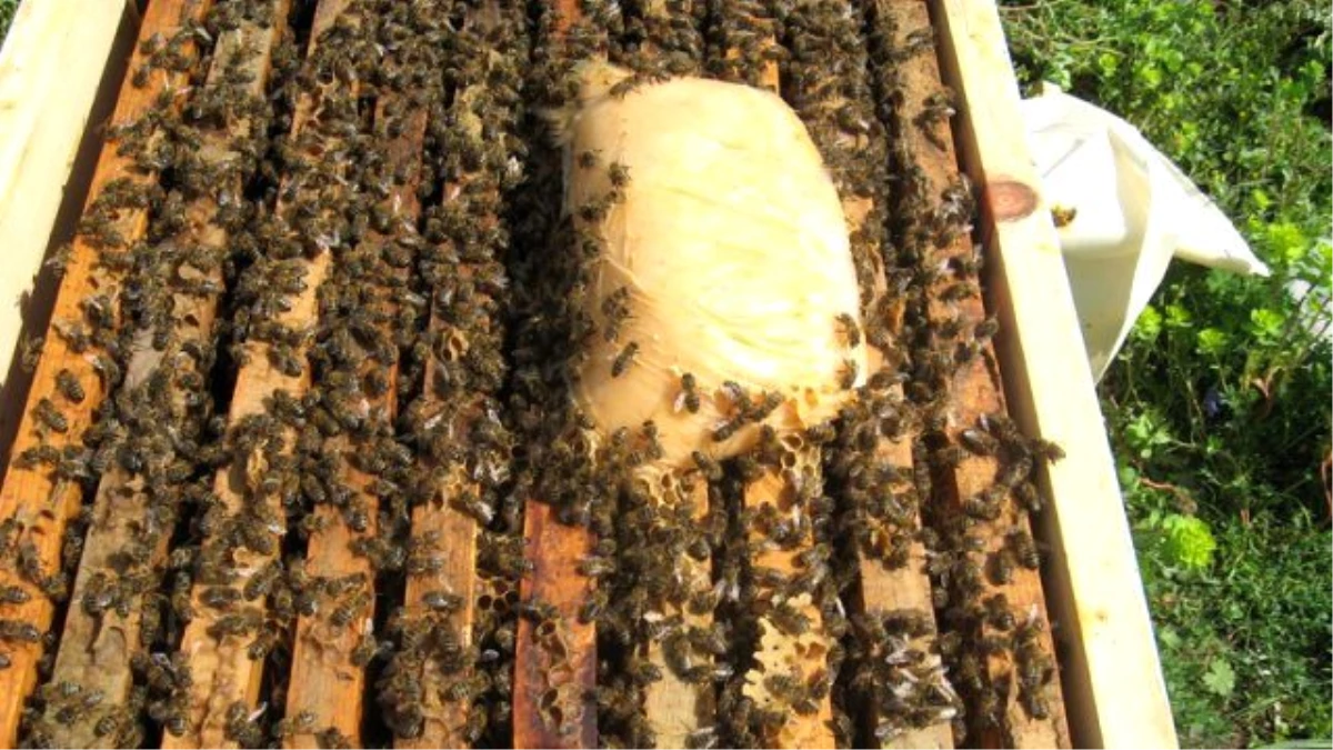 Arılar İçin Hazırlanan Keki Yiyince Komaya Girdiler