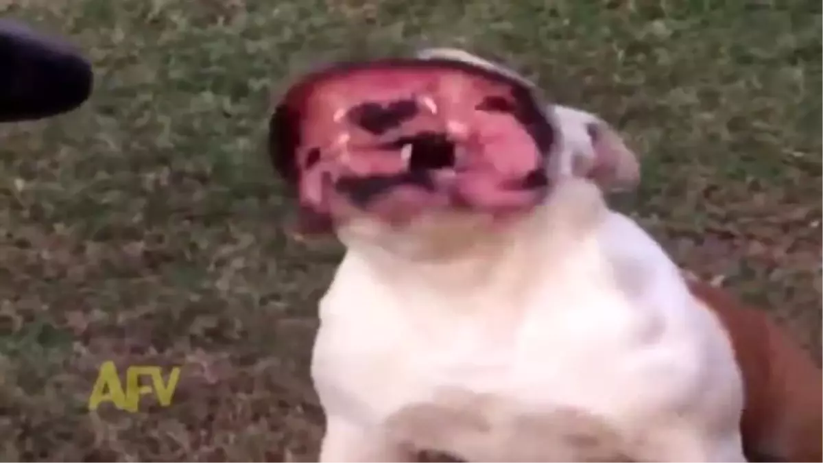 Bulldog Köpeğinin İlginç Görüntüsü