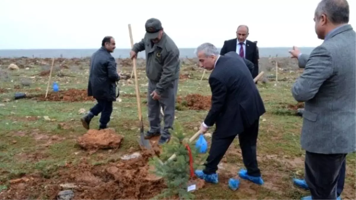 Gönül Elçileri Projesi Kapmasında Fidan Dikildi