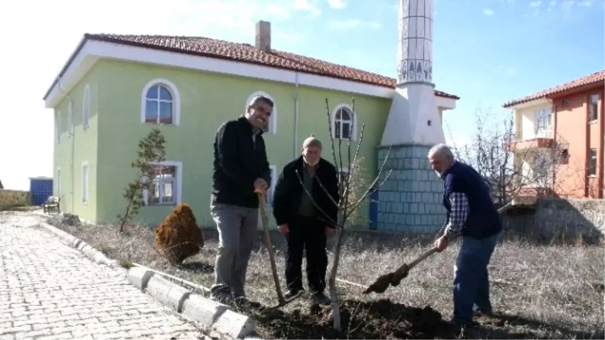 Yozgat İmamoğlu Cami Cemaati Cami Bahçesini Ağaçlandırdı