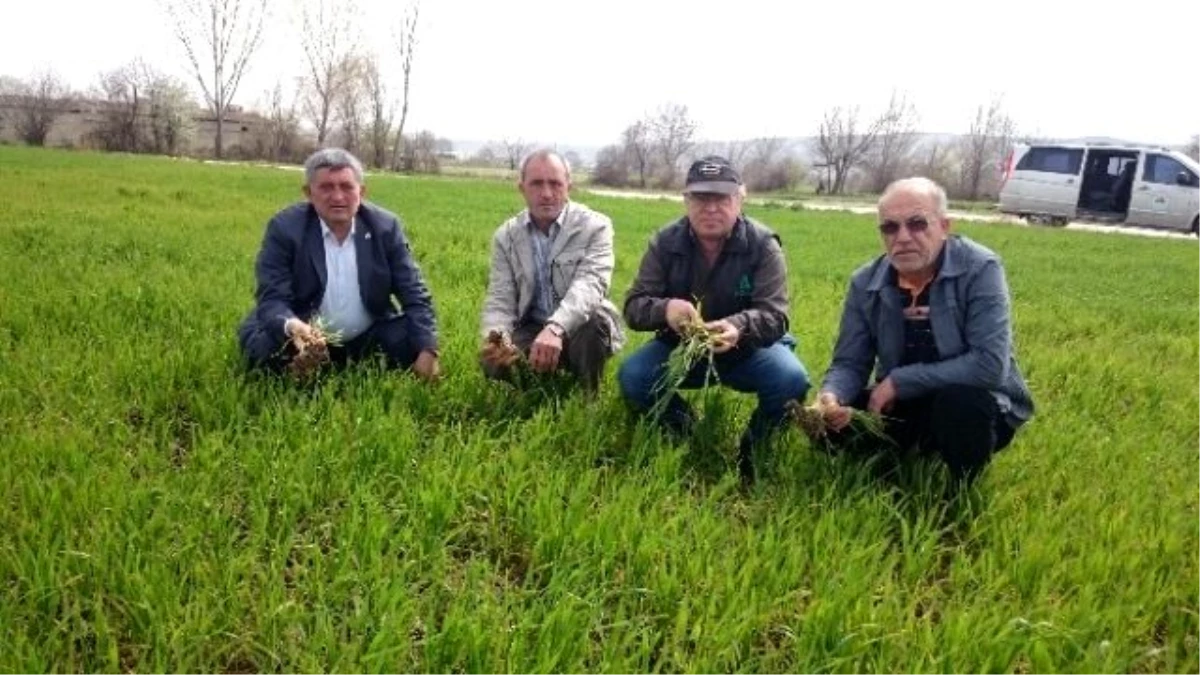 Buğdayda Hastalık Korkusu