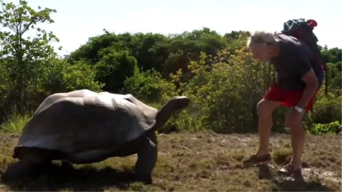 Kaplumbağa, Çiftleşirken Kendisini Rahatsız Eden Sunucuyu Kovaladı