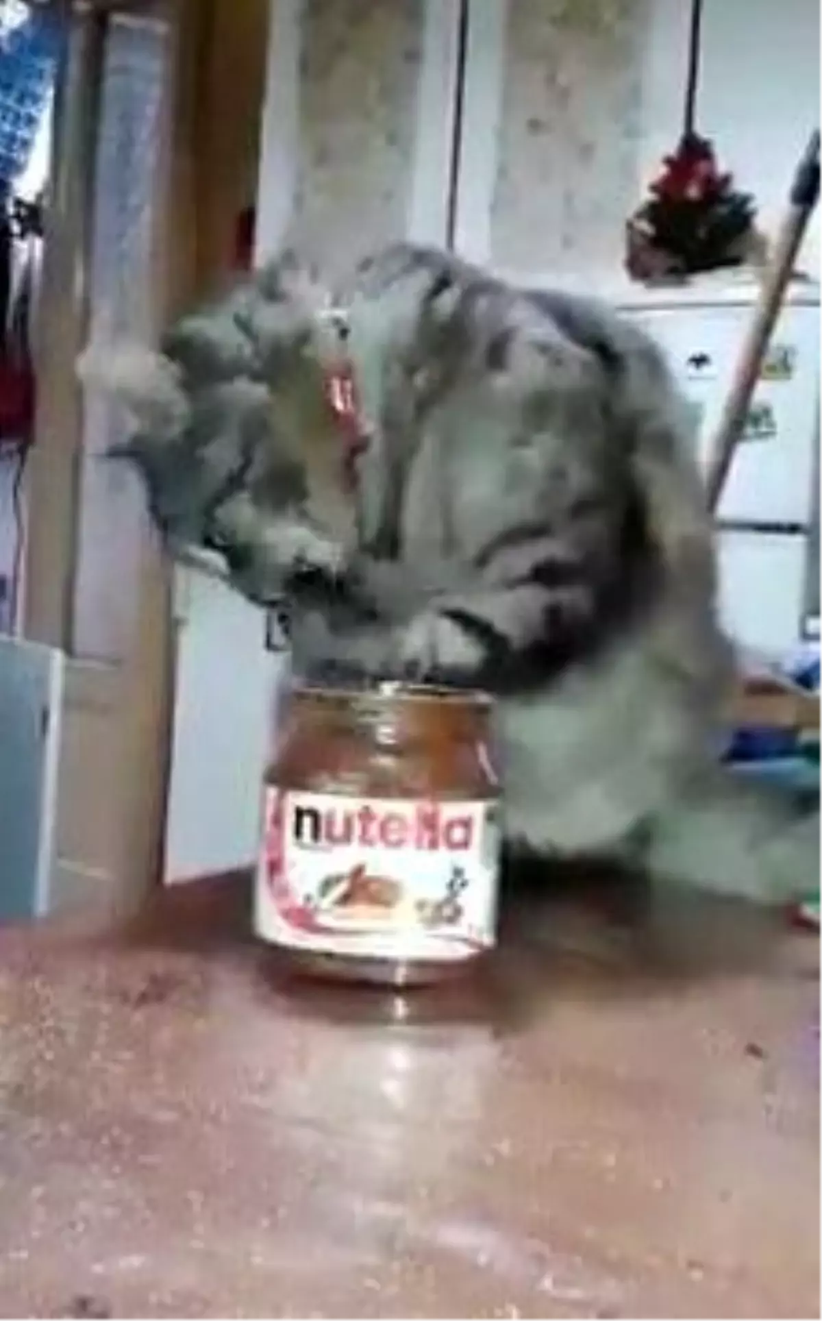 Nutella Hastası Kedi