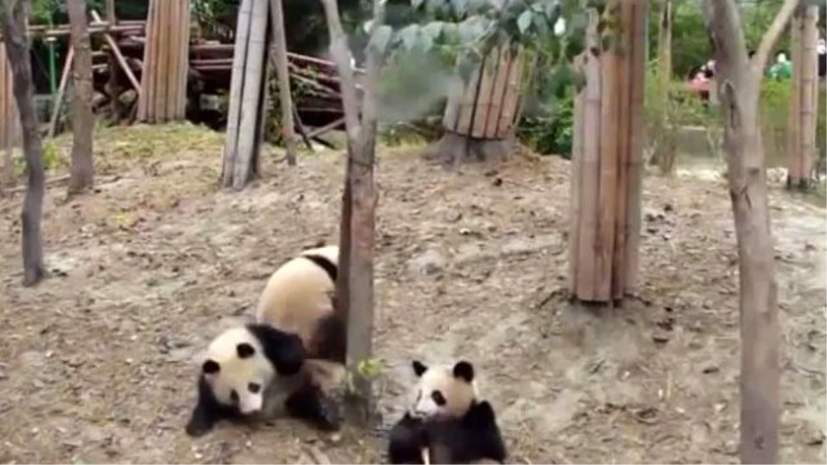 Pandalar Tam Çiftleşirken Aralarına Arkadaşları Düştü