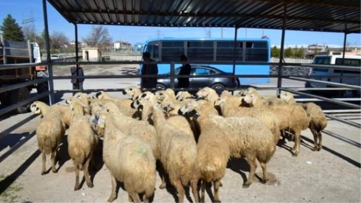 Sosyal Yardımlaşma ve Dayanışma Vakfı Tarafından Bor\'da 500 Koyun ve 20 Koç Dağıtıldı
