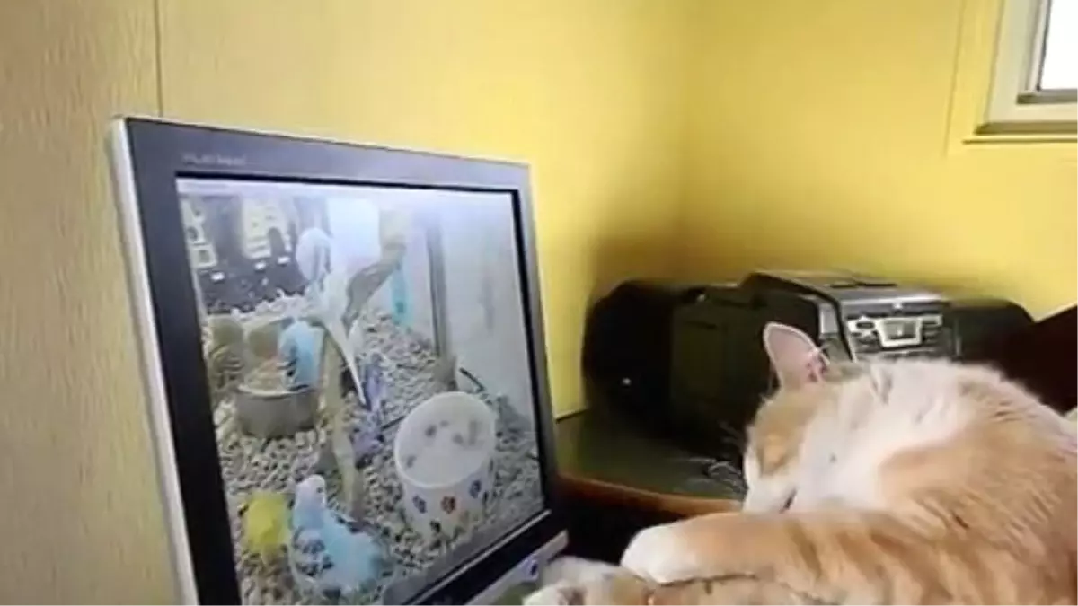 Bilgisayardaki Kuşları ve Balıkları Yakalamaya Çalışan Kediler
