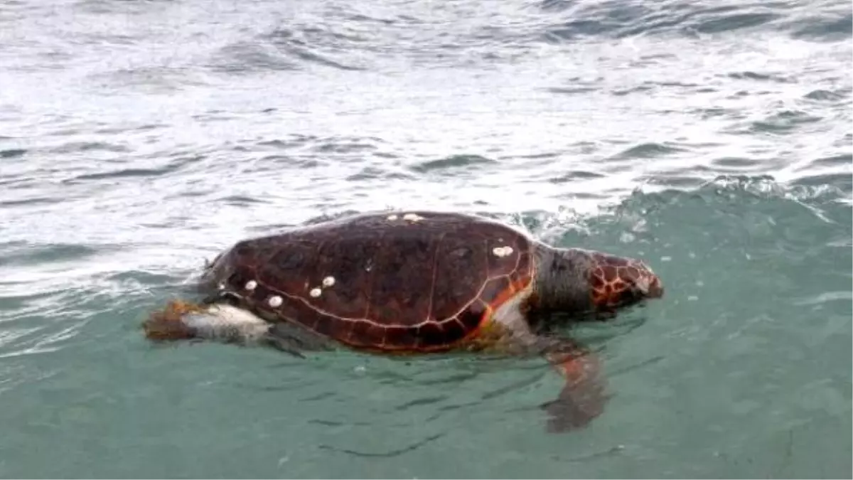 Bodrum\'da Ölü Caretta Caretta Bulundu