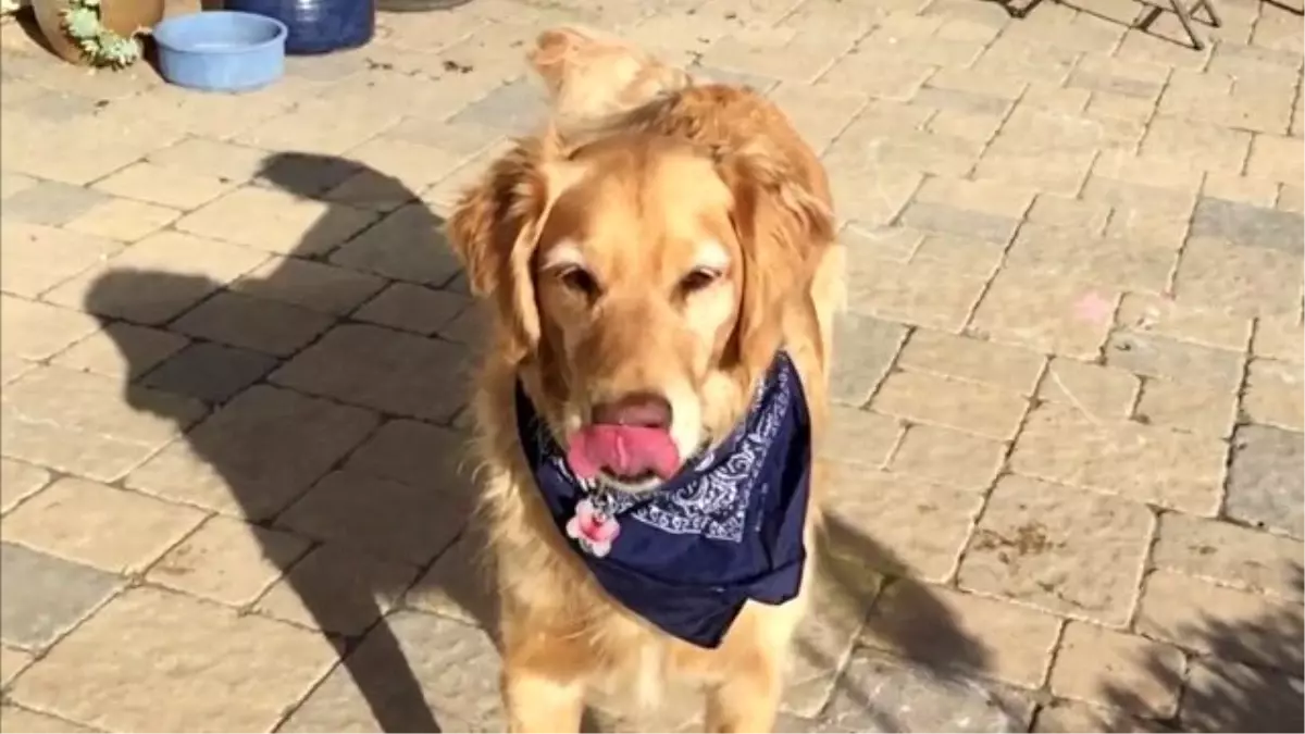 Denge Sorunu Yaşayan Köpek (Mutlu Son İçerir)